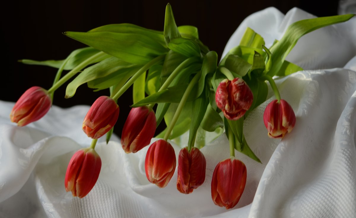 Весна - это время любви и надежд, тюльпанов... - Ольга Русанова (olg-rusanowa2010)