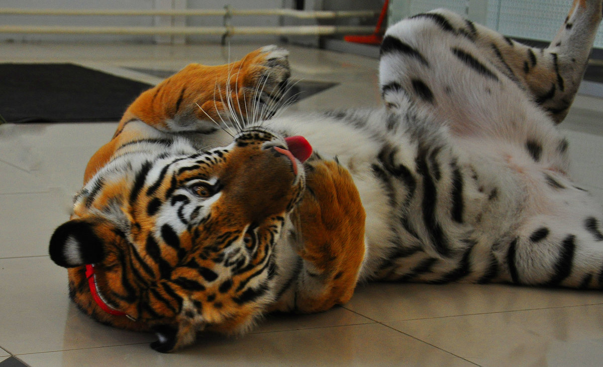 Амурский тигр - Алексей http://fotokto.ru/id148151Морозов