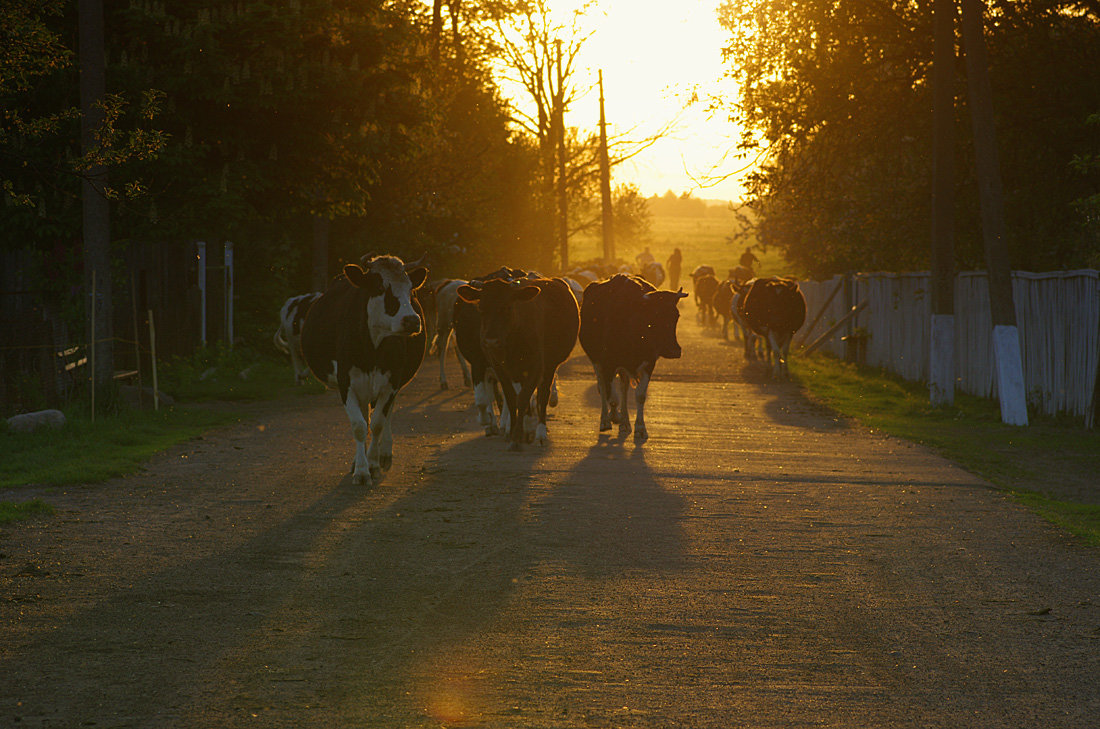 Стадо коров по деревне