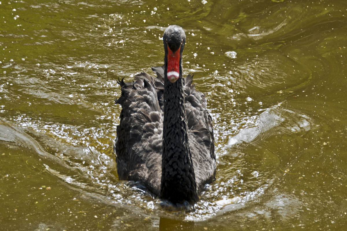 Black Swan - Roman Ilnytskyi