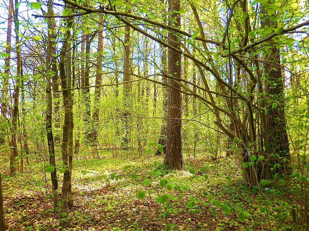Весенний лес - Маргарита Батырева