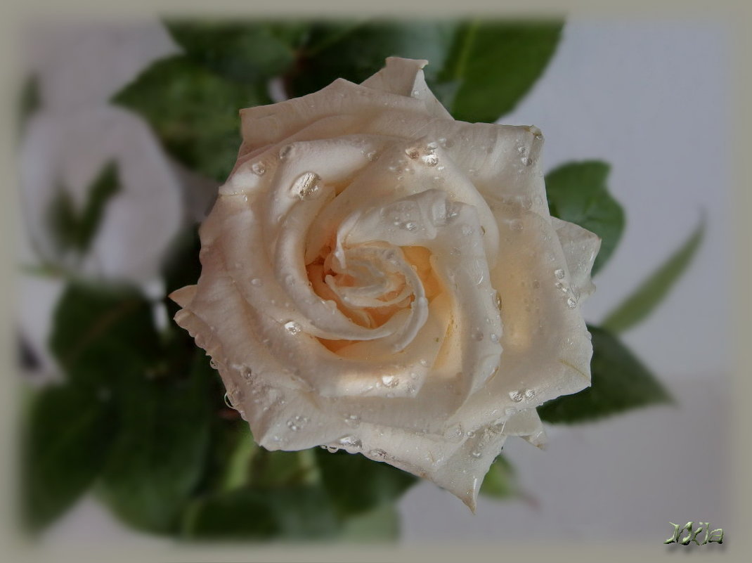 Белые розы...красавицы розы.... - Людмила Богданова (Скачко)