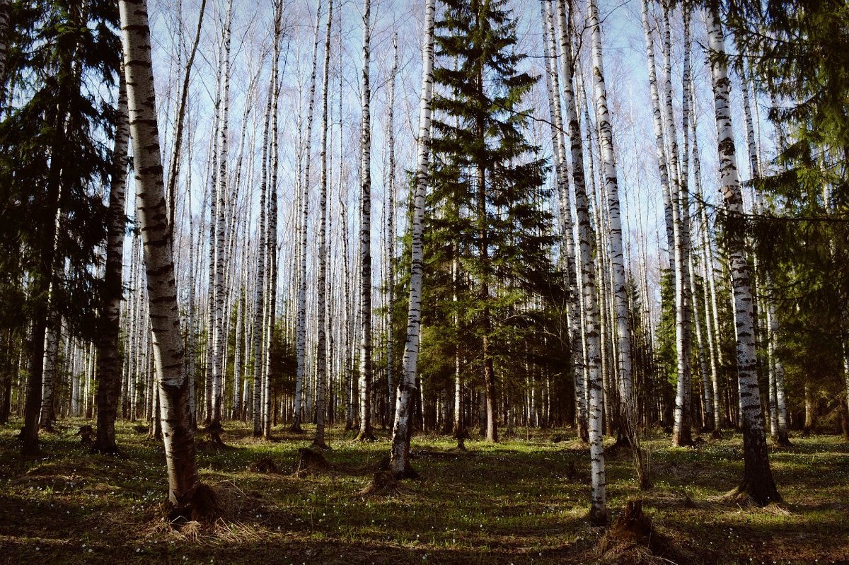 В лесу - Екатерина Таскаева
