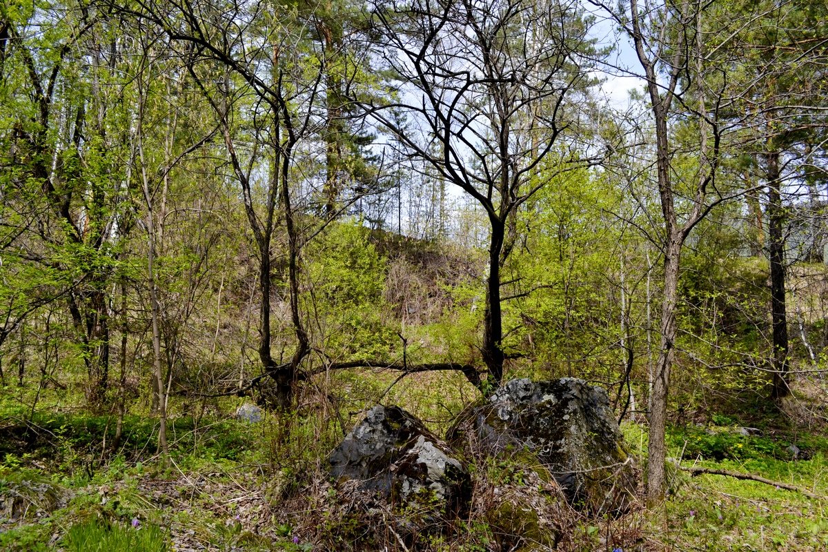 весенний лес - Tatiana Lesnykh Лесных