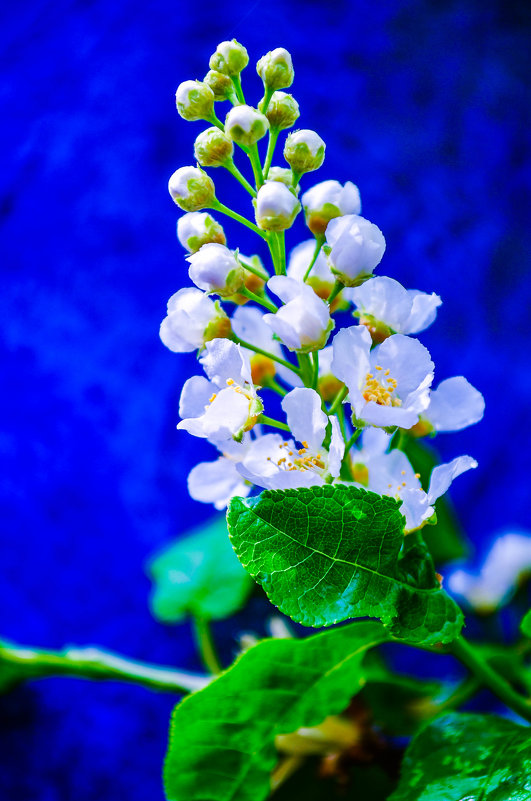 Весеннее цветение - Сергей Тагиров