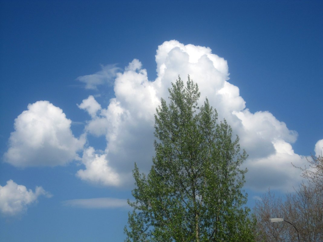 Облака и дерево - Елена Семигина