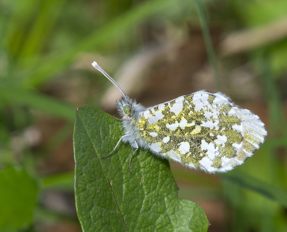 ... - civettina ...