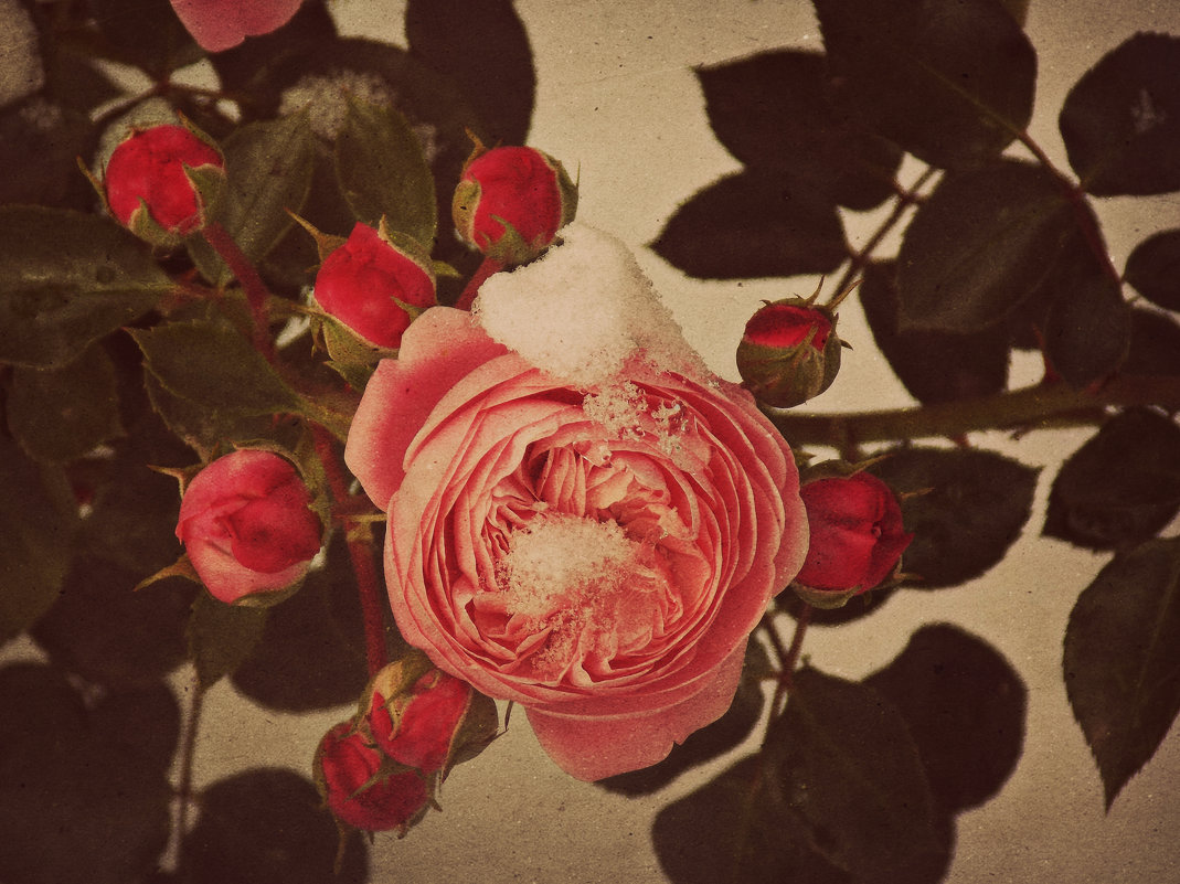 Розы под снегом - Дарья Ивановская(Шолина)