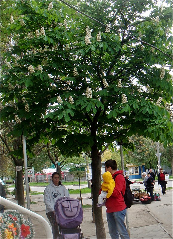 Под цветущим каштаном - Нина Корешкова