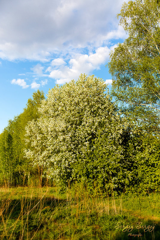 Spring trees - Sergey Sergaj