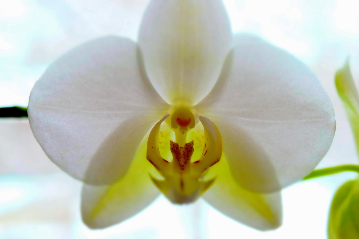 Орхидея - Мария 