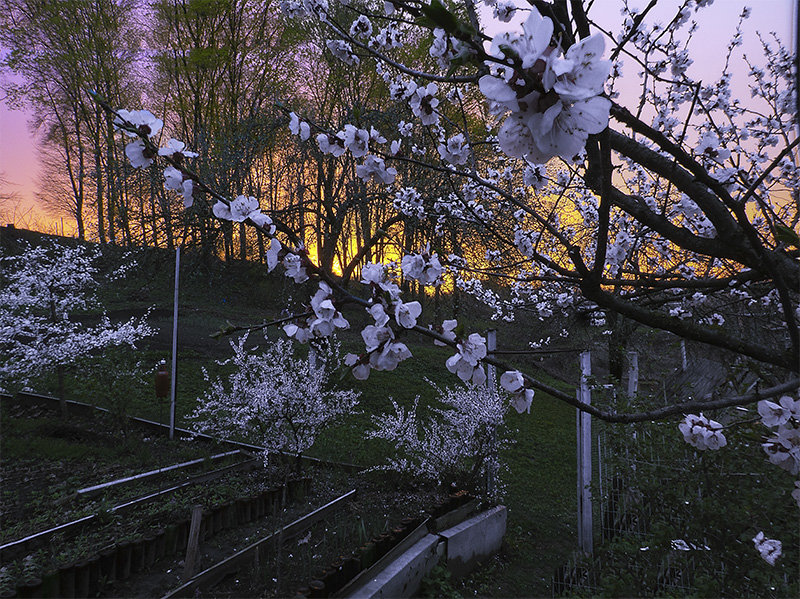 Цветущий абрикос и войлочные вишни на воне закатного неба. - Валерий Изотов