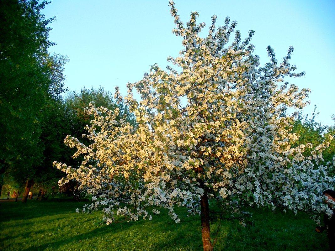 Яблоня в цвету - Иван Егоров 