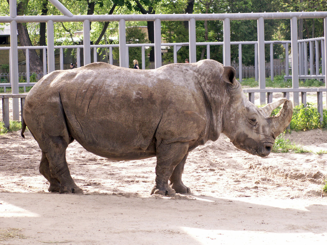 Носорог в Киевском зоопарке - Lukum 