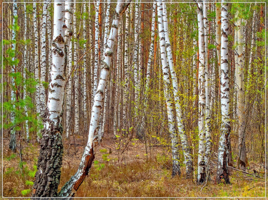 *** - Дмитрий Янтарев