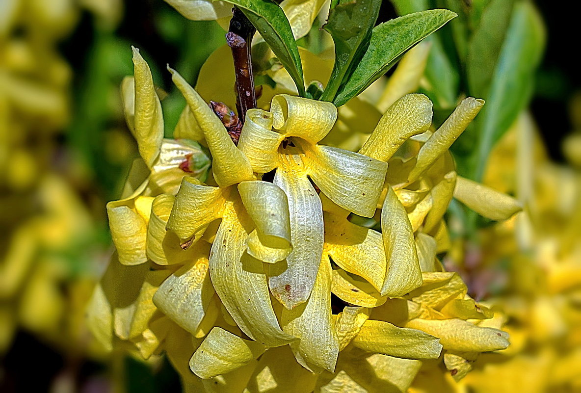 Forsythia. - Анатолий. Chesnavik.