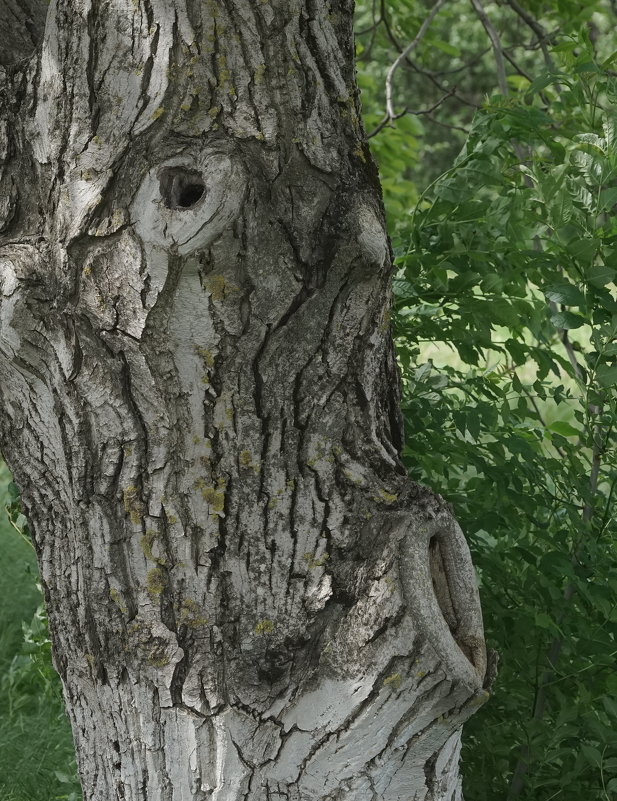 У деревьев тоже есть лица... - Balakhnina Irina
