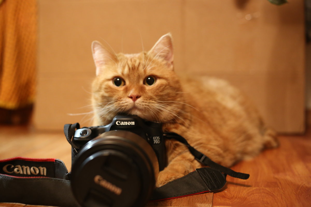 фотограф - Кошата 