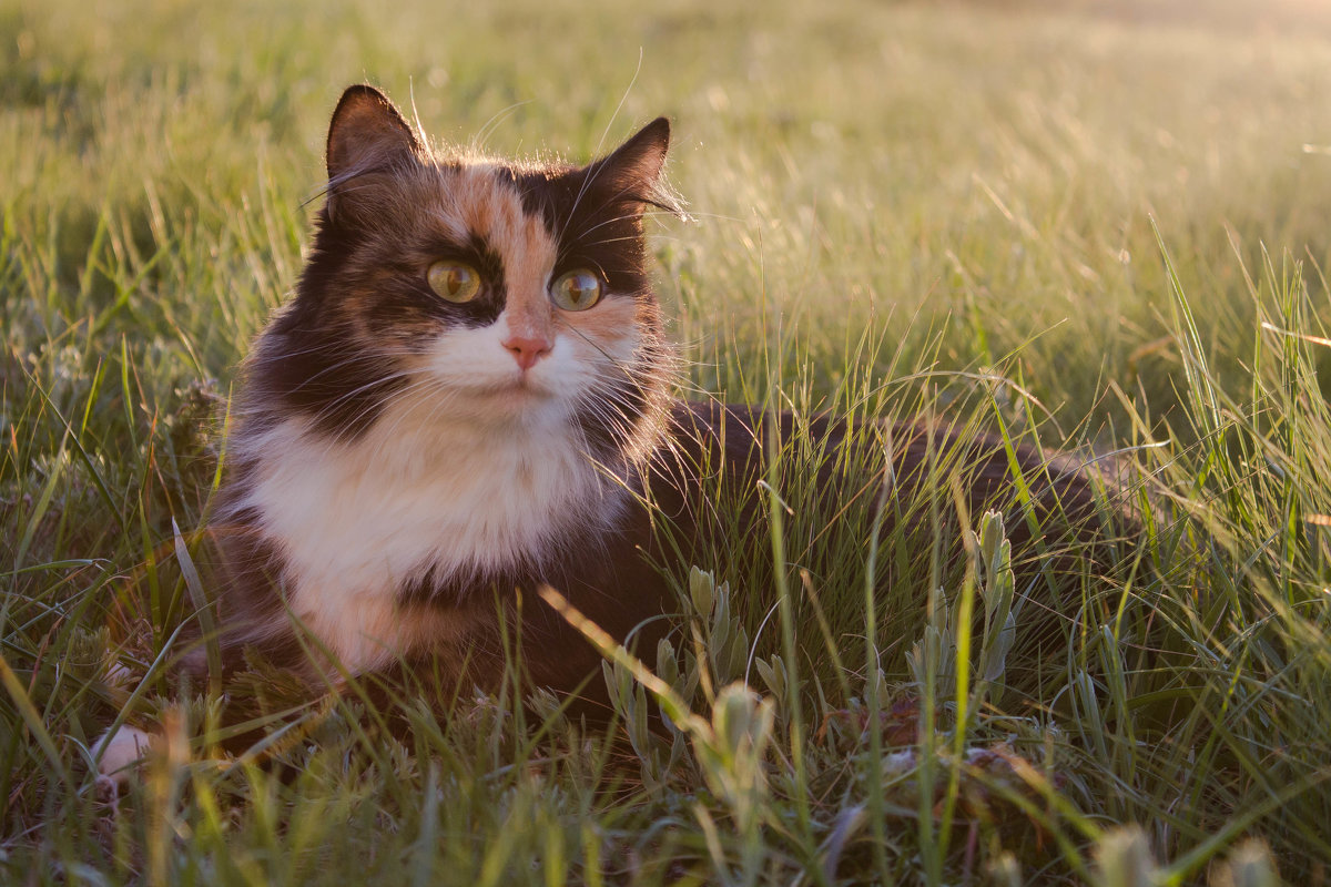 Кошка в траве - Динара Жантуарова