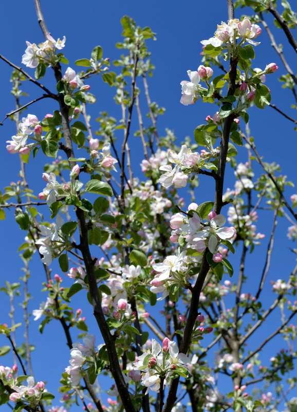 Яблоня цветёт - Ольга 