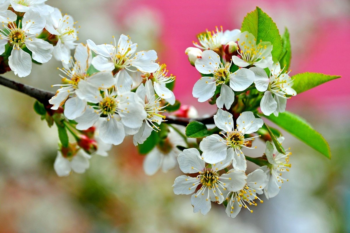 Цветет вишня в саду - Владимир Зыбин