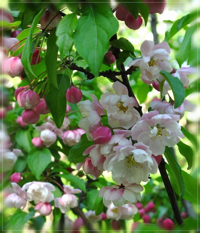 Яблонька цветущая - Ирэн 