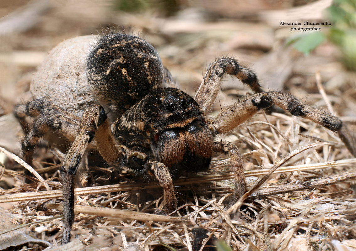 Самка южнорусского тарантула (мизгиря) с коконом. - Александр Чудесенко