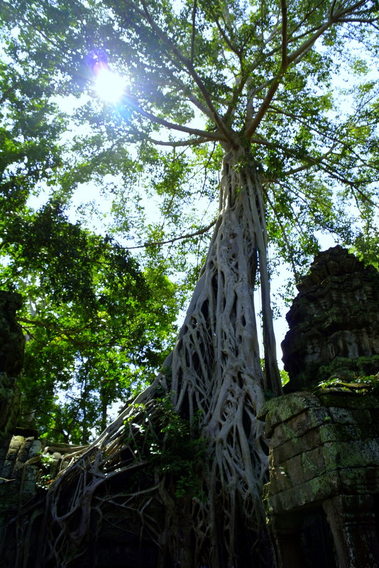 Камбоджа.Корни гигантской лианы - Ivan G