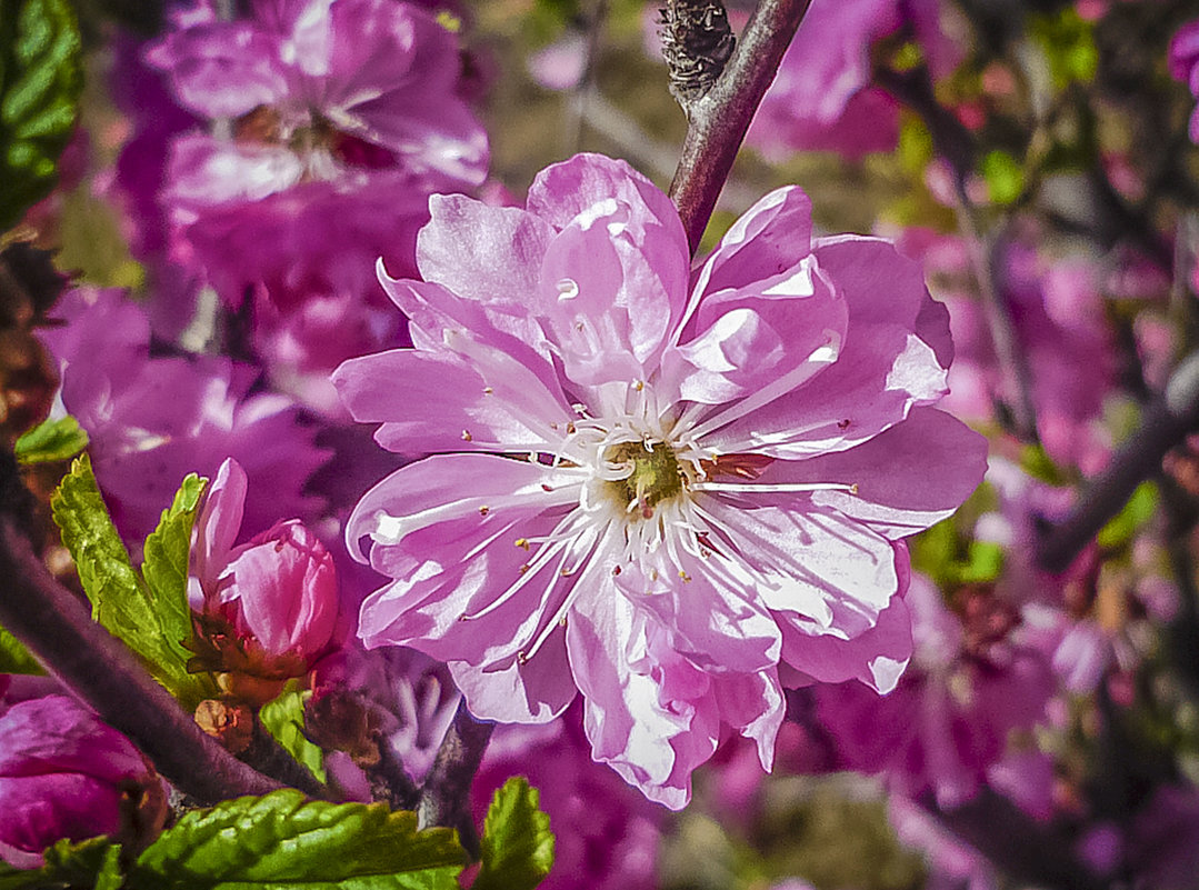 Розовый цветок сакуры - юрий Амосов