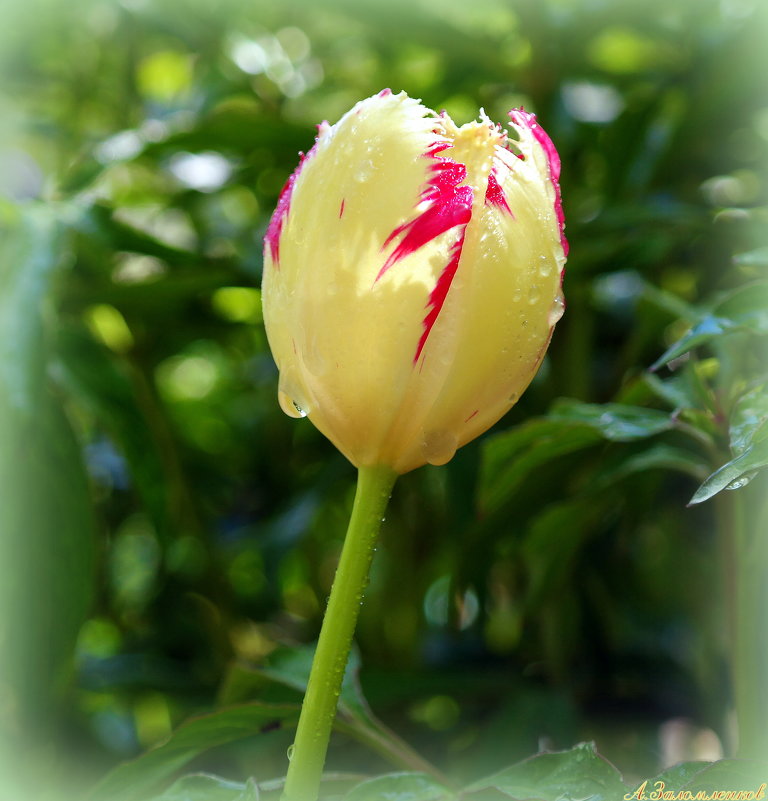 Разноцветье тюльпанов - Андрей Заломленков