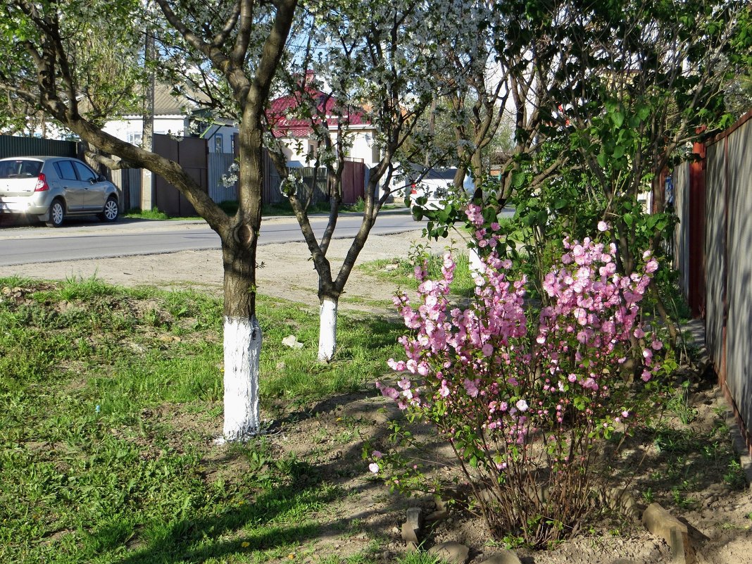 Фонтан розовых цветов - луизеания символизирует всю красоту весеннего пышноцветия - Татьяна Смоляниченко