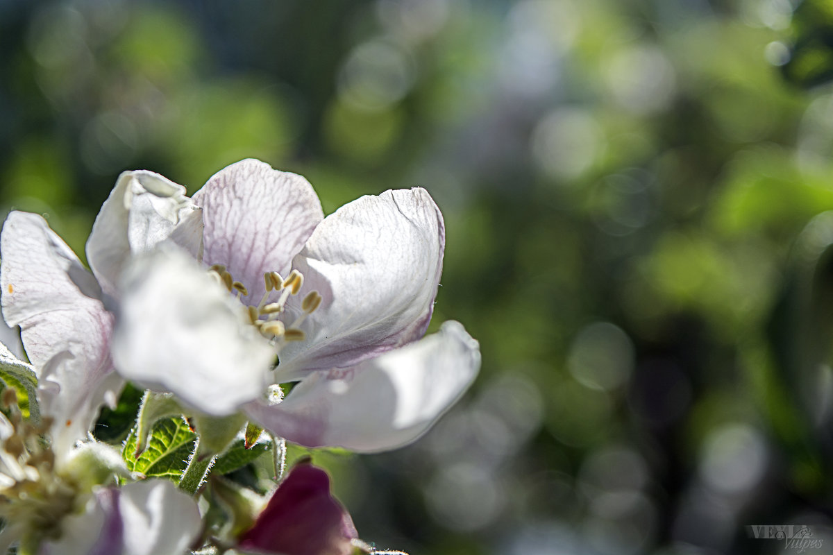 Цветок яблони - Veyla Vulpes