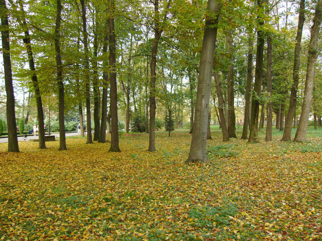 Осень  в   Ивано - Франковском  парке - Андрей  Васильевич Коляскин