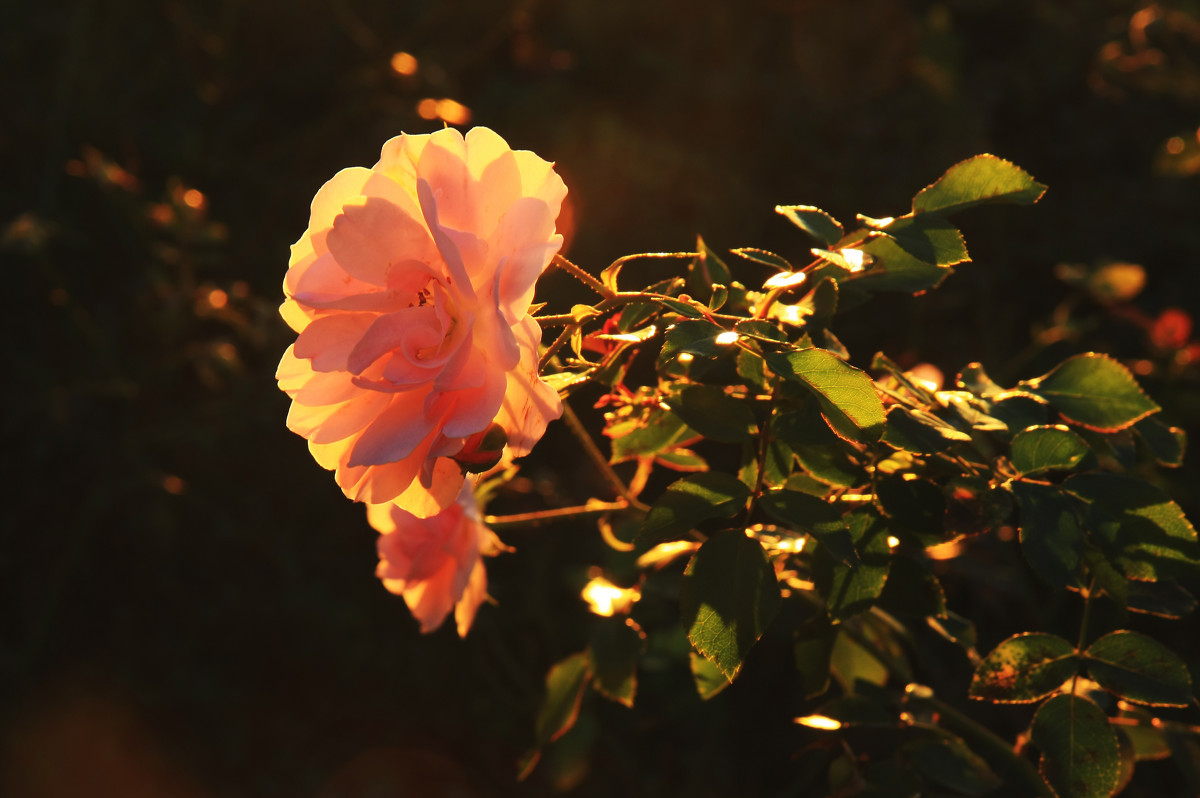 Роза на закате - Galina Kazakova