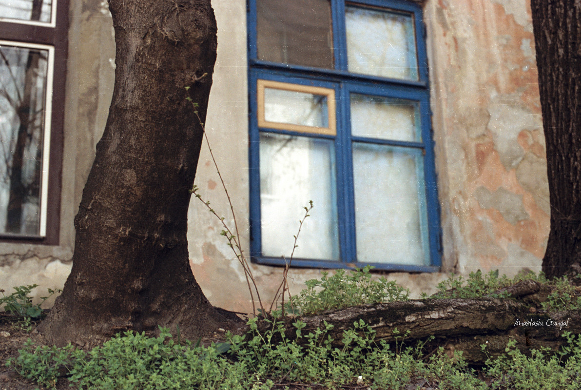 window - Anastasia GangLiON