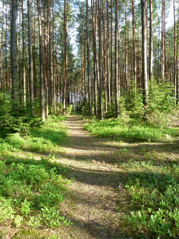 весна в лесу - Людмила Дрозд