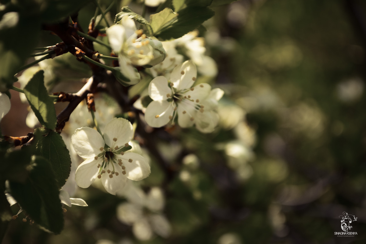 Bird-cherry tree - Ksu Siniagina