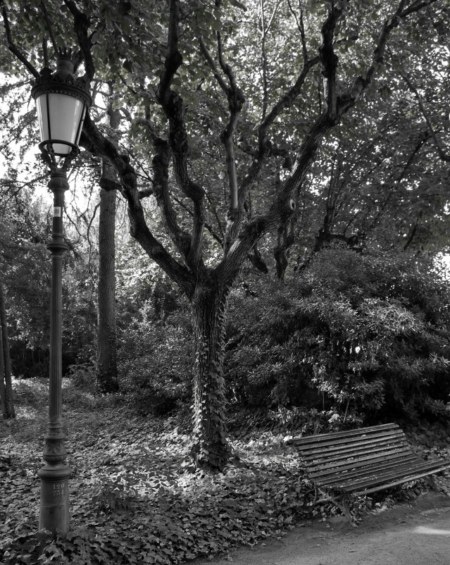 Старое дерево в Королевском парке - Елена M