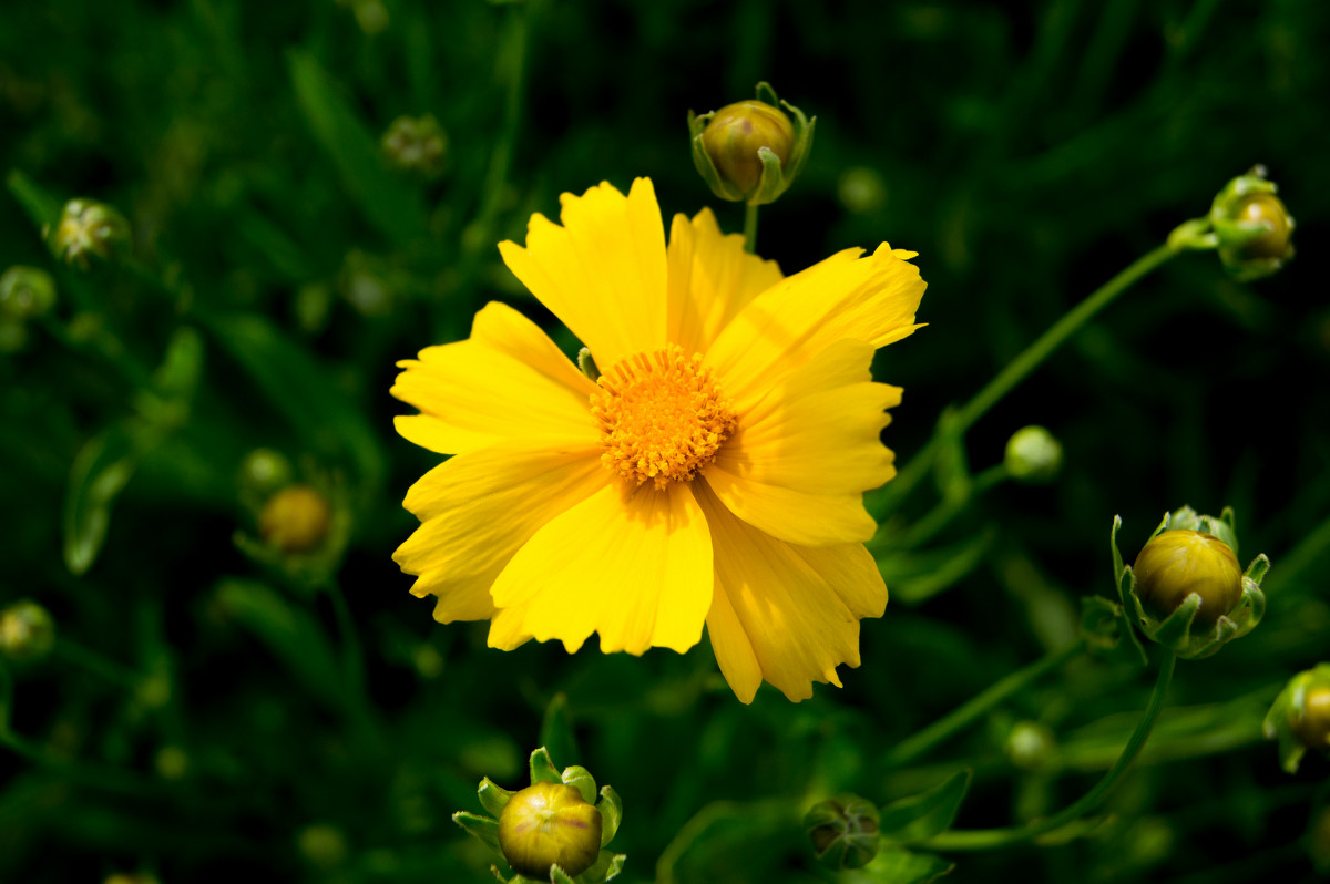 Желтенький цветочек - Лама Lama