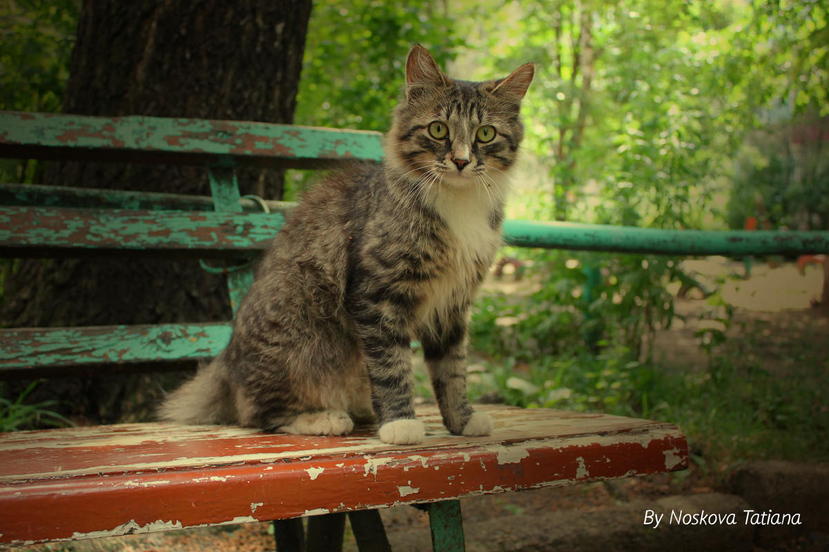 Cat - Татьяна Носкова