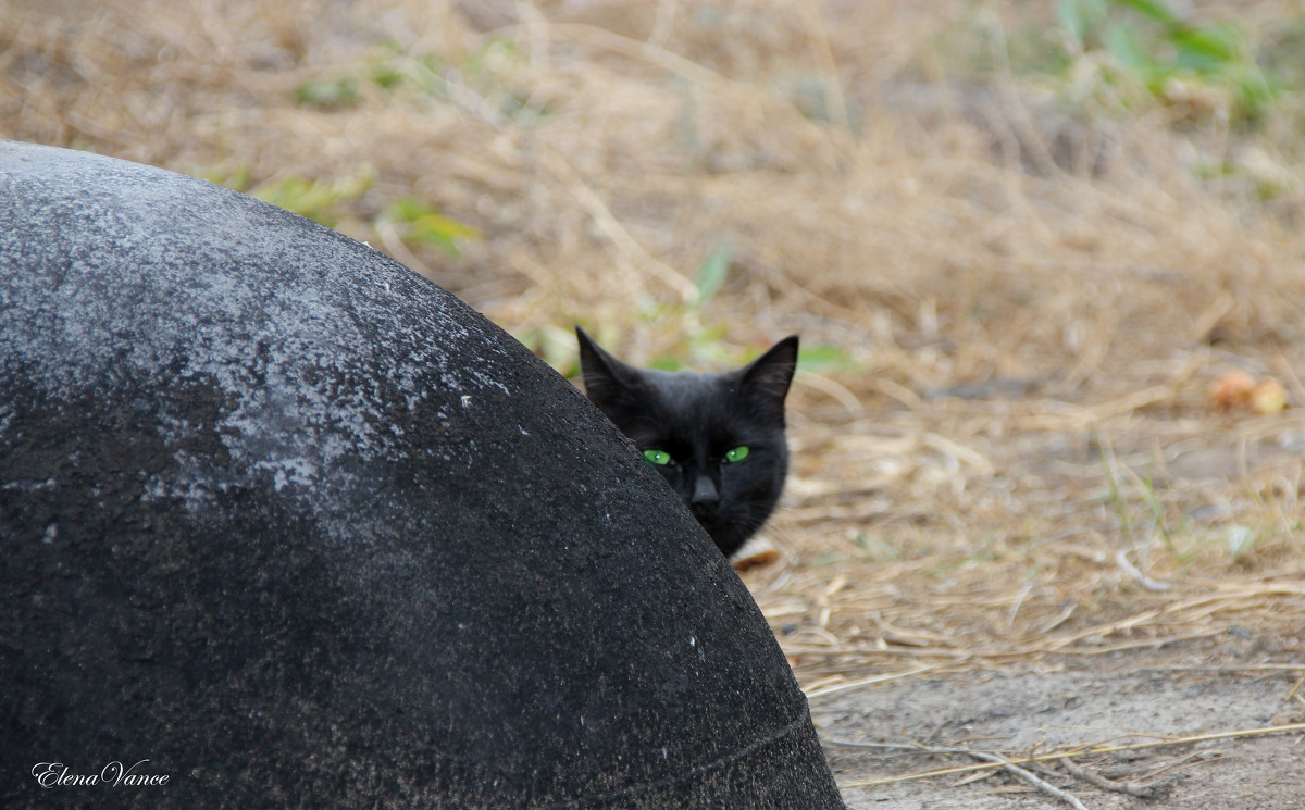 Черный кот - ElenaVance 