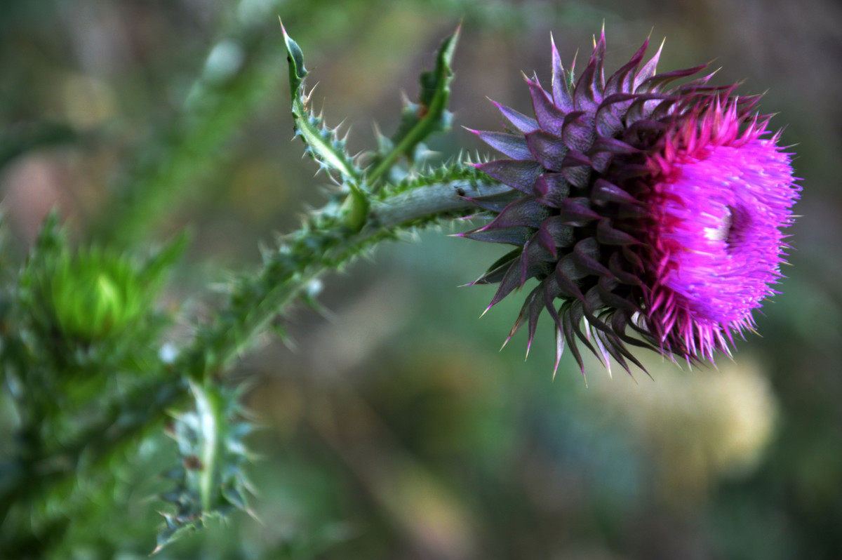 purple - meaika 