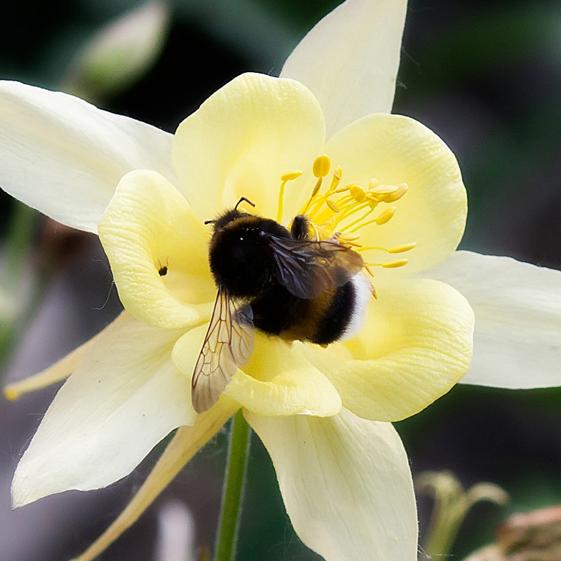 bumblebee&#39;s dinner - marylika 