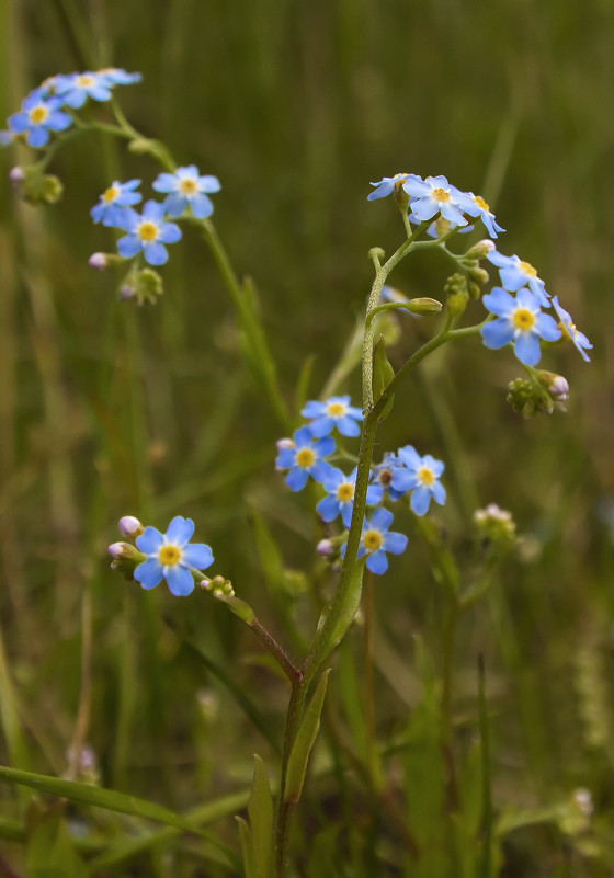 Голубые цветочки - Андрей Черемисов