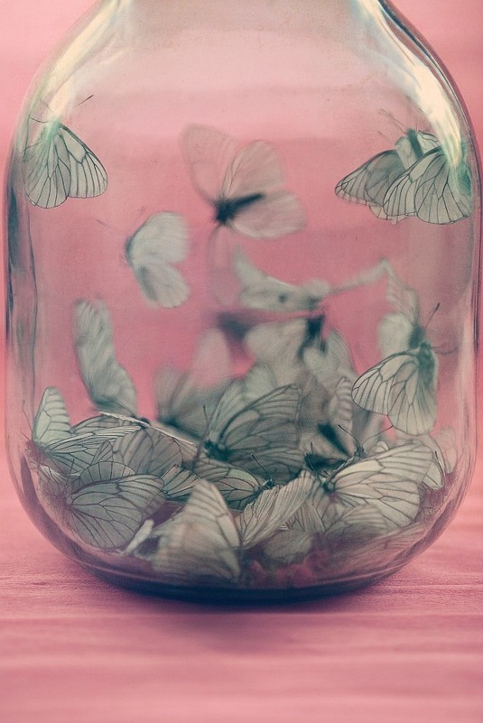 Бабочки - Владислава Чернышева
