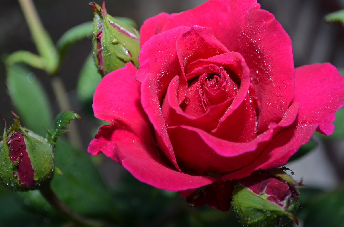 роза в саду - Светлана Генова