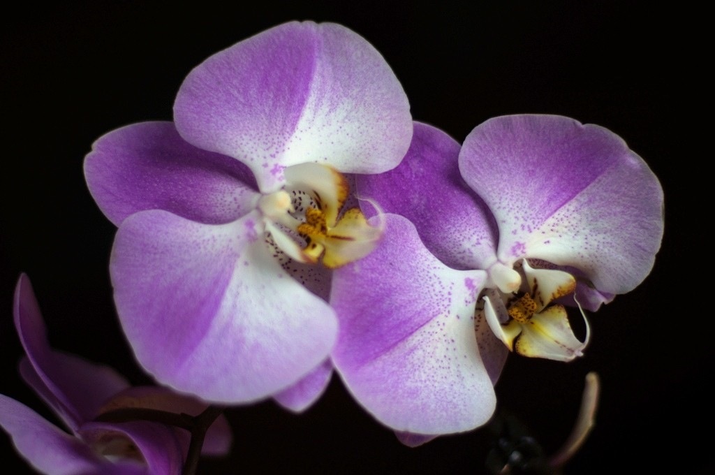 Орхидеи - Galina Kazakova