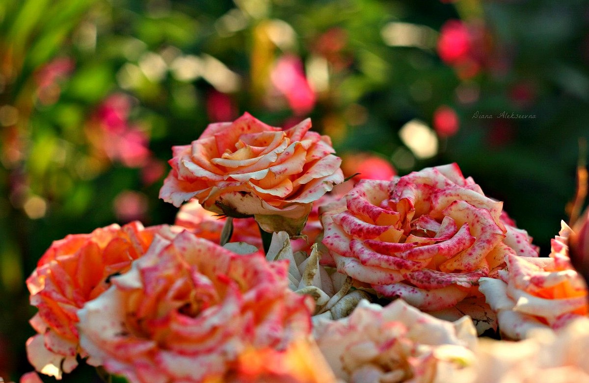 Садовые розы - Diana Alekseevna