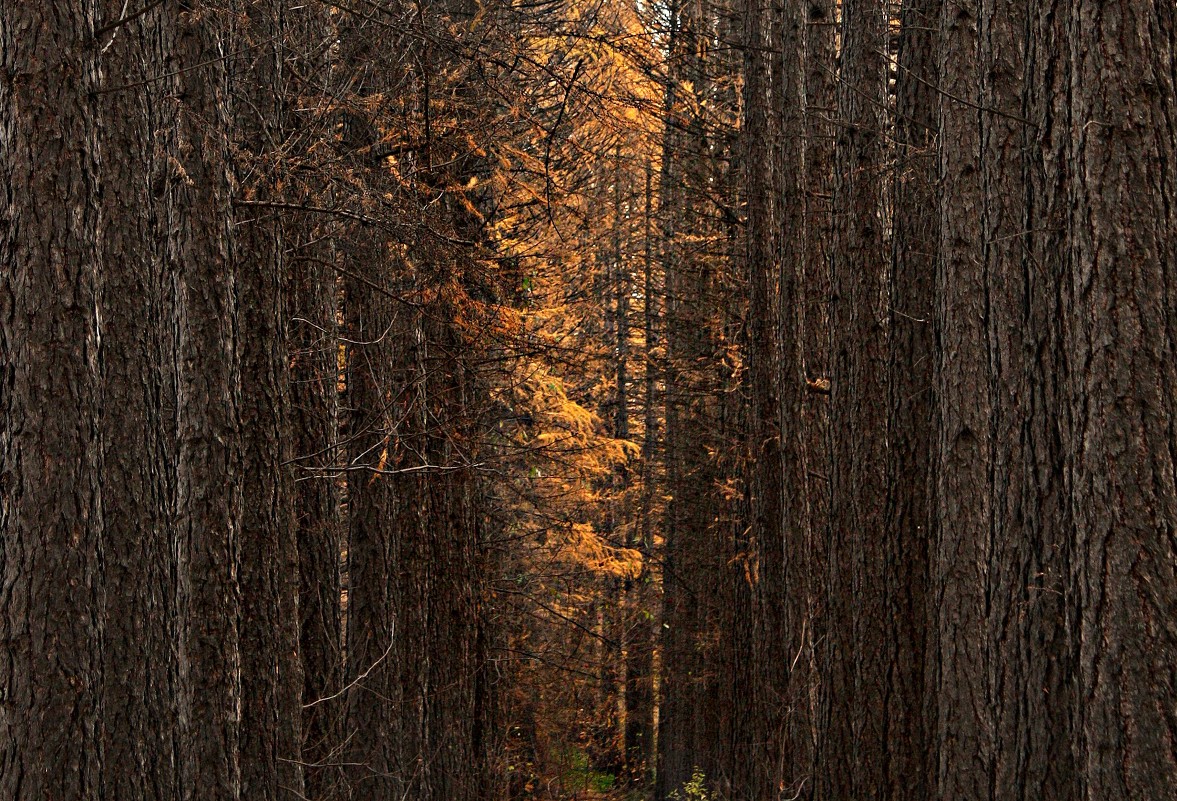 Осенний свет....... - Olenka 