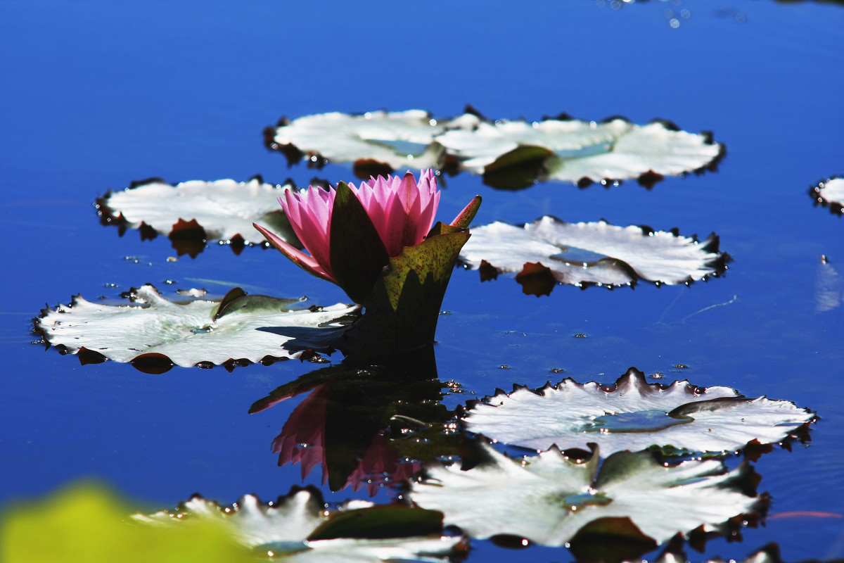 Лилия водяная,отражение в воде - Galina Kazakova